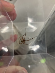 Parasteatoda tabulata