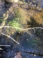 Isoetes appalachiana