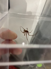 Parasteatoda tabulata