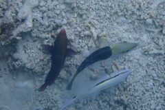 Parupeneus barberinus