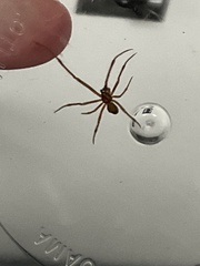 Parasteatoda tabulata