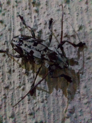 Steirastoma marmoratum