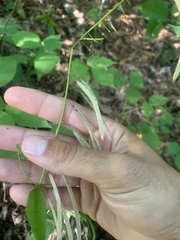 Borodinia canadensis