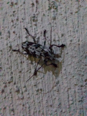 Steirastoma marmoratum