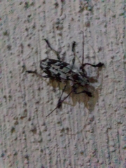 Steirastoma marmoratum