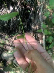 Borodinia canadensis