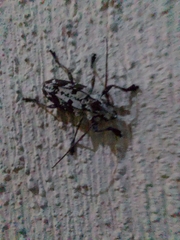 Steirastoma marmoratum