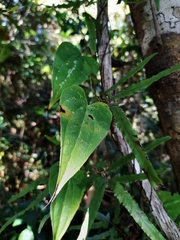 Dioscorea