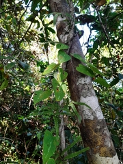 Dioscorea