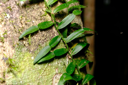 Pothos longipes Schott