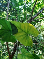 Philodendron hederaceum
