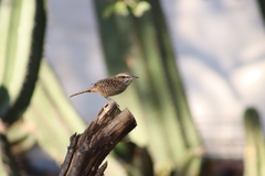 Campylorhynchus gularis