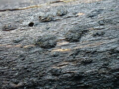 Dothideomycetes
