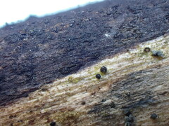 Dothideomycetes