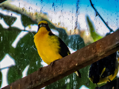 Euphonia laniirostris