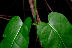 Leichhardtia rostrata