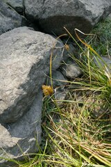 Carex athrostachya