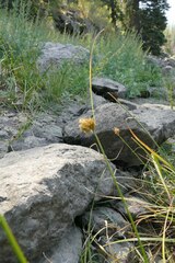 Carex athrostachya
