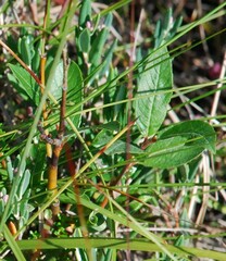 Salix myrtilloides