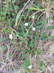 Convolvulus waitaha