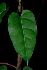 Leichhardtia rostrata