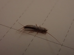 Lepismatidae