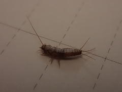 Lepismatidae