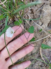 Convolvulus waitaha