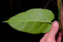 Leichhardtia rostrata