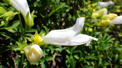 Penstemon ellipticus