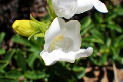 Penstemon ellipticus