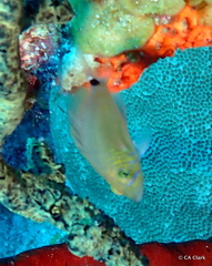 Hypoplectrus unicolor