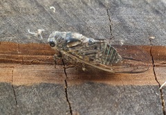 Physeema labyrinthica