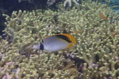 Chaetodon oxycephalus