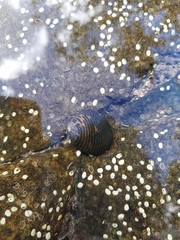 Nerita scabricosta