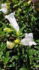 Penstemon ellipticus