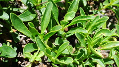 Penstemon ellipticus