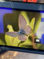 Leptotes pirithous