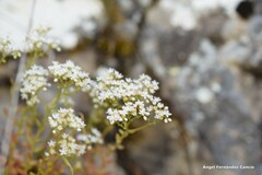 Sedum album