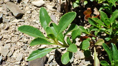 Penstemon ellipticus