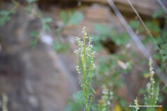 Anarrhinum bellidifolium