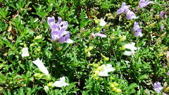 Penstemon ellipticus