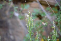 Anarrhinum bellidifolium