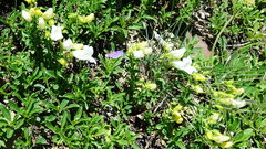Penstemon ellipticus