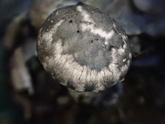 Strobilomyces seminudus