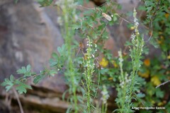 Anarrhinum bellidifolium