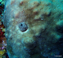 Stephanocoenia intersepta