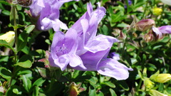 Penstemon ellipticus