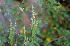 Anarrhinum bellidifolium