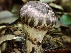 Strobilomyces seminudus